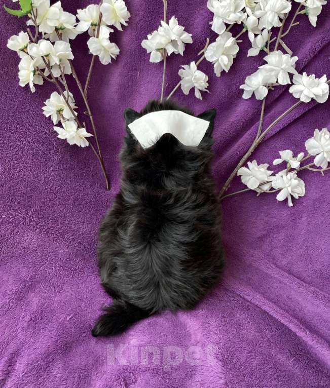 Собаки в Москве: Йорк бэби фейс мальчик чёрный стандарт Мальчик, 50 000 руб. - фото 2