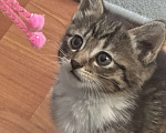 Кошки в Мурином: котенок Девочка, Бесплатно - фото 3