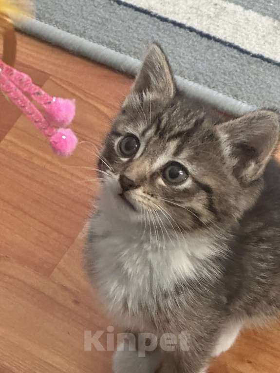 Кошки в Мурином: котенок Девочка, Бесплатно - фото 3