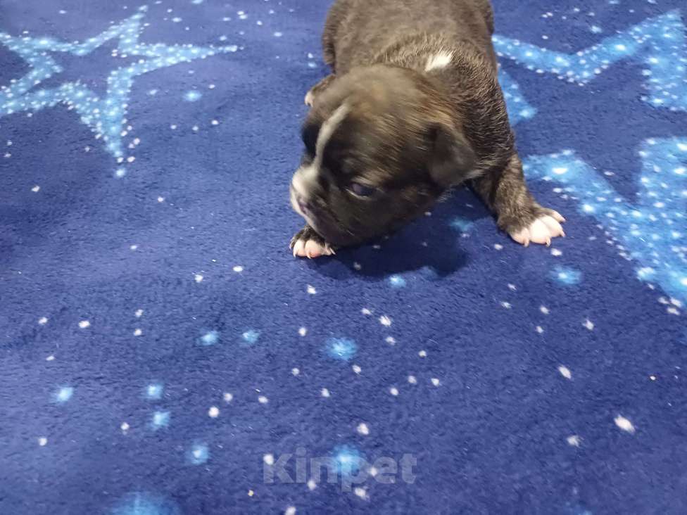 Собаки в Кургане: щенки Мальчик, 25 000 руб. - фото 1