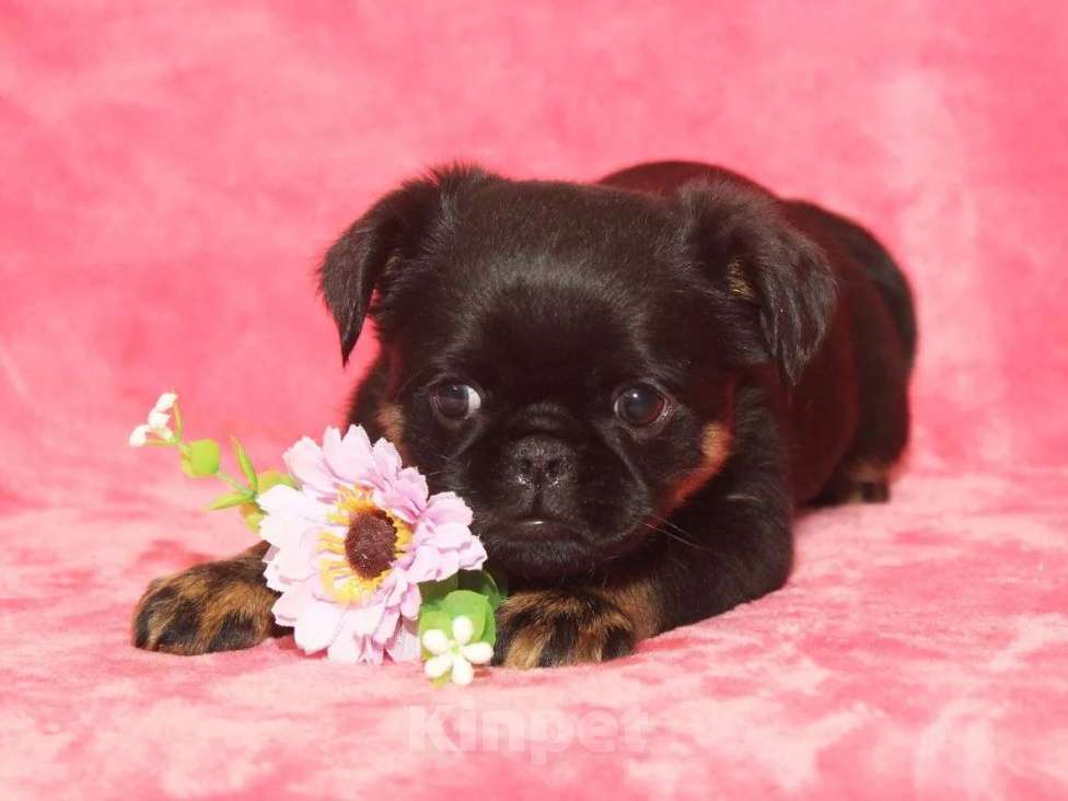 Собаки в Санкт-Петербурге: Красотка Девочка, 80 000 руб. - фото 2