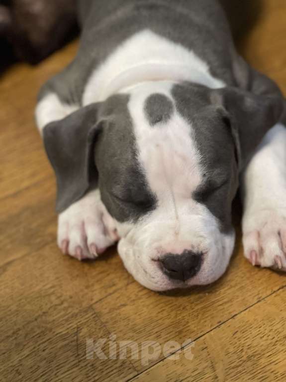 Собаки в Балашихе: Ильич Мальчик, Бесплатно - фото 1