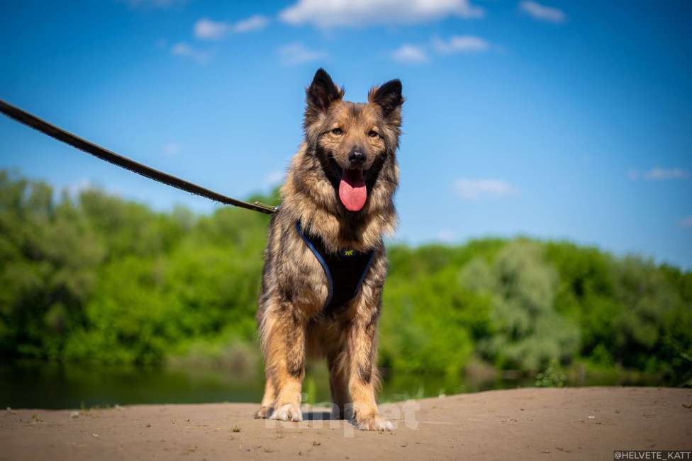 Собаки в Москве: Миниатюрный мечтательный Филипп Мальчик, Бесплатно - фото 2