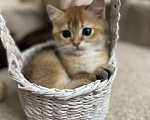 Кошки в Калуге: Британский котенок Мальчик, 45 000 руб. - фото 3