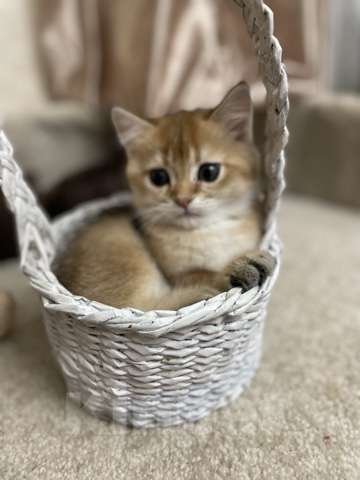 Кошки в Калуге: Британский котенок Мальчик, 45 000 руб. - фото 3