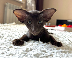 Кошки в Самаре: Ориентальные котята Мальчик, Бесплатно - фото 1