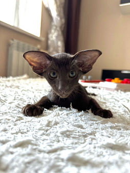 Ориентальные котята