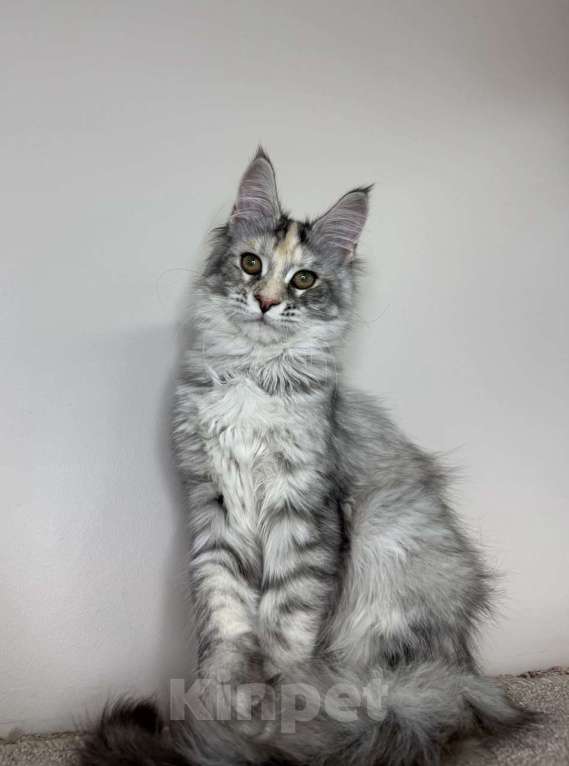 Кошки в Химках: Нежная девочка Мейн Кун Девочка, 50 000 руб. - фото 2
