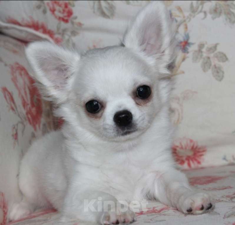 Собаки в Санкт-Петербурге: Белоснежный мальчик  Мальчик, 50 000 руб. - фото 1