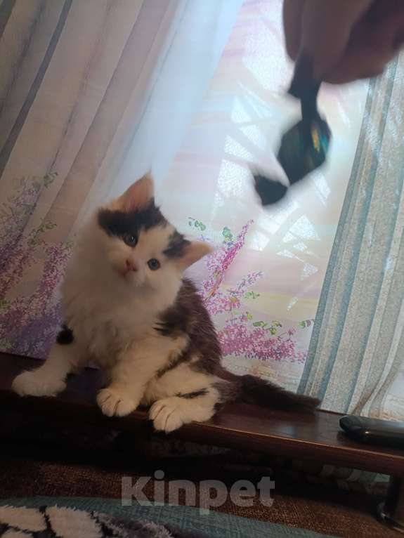 Кошки в других городах Новосибирской области: Котёнок Мейн-кун  Мальчик, 18 000 руб. - фото 9