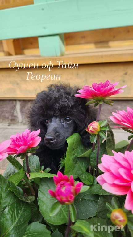 Собаки в Москве: Пудель миниатюрный кобель Мальчик, 50 000 руб. - фото 1