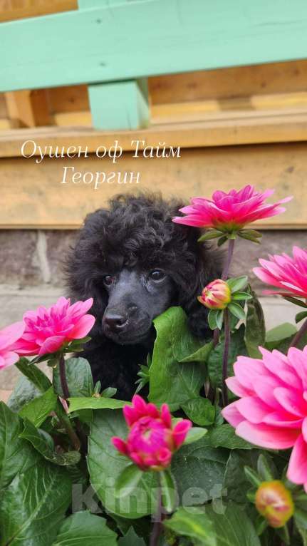 Собаки в Москве: Пудель миниатюрный кобель Мальчик, 50 000 руб. - фото 1