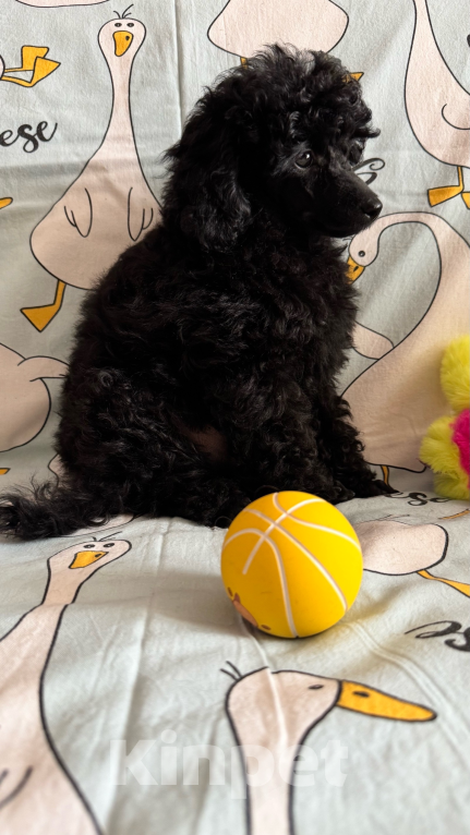 Собаки в Москве: Пудель миниатюрный Мальчик, 70 000 руб. - фото 3