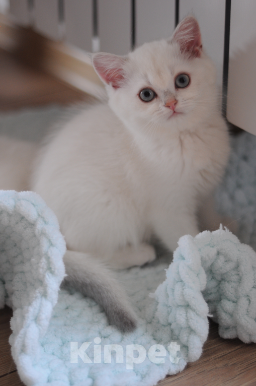 Кошки в Бахчисарае: Шотландский котенок Девочка, 55 000 руб. - фото 3