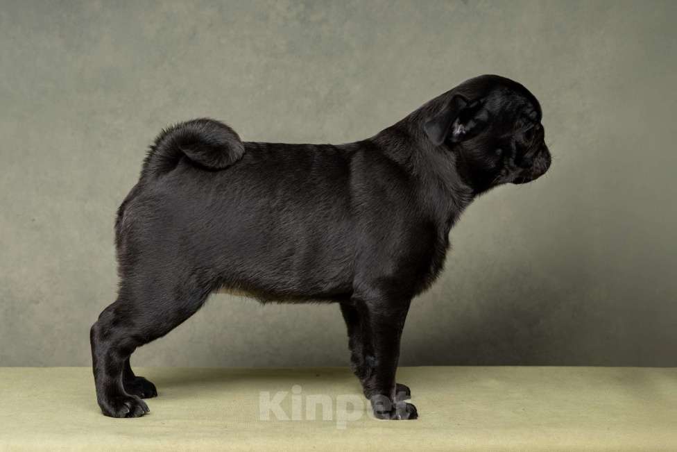 Собаки в Санкт-Петербурге: Мопс девочка, чёрный окрас. Девочка, 70 000 руб. - фото 2