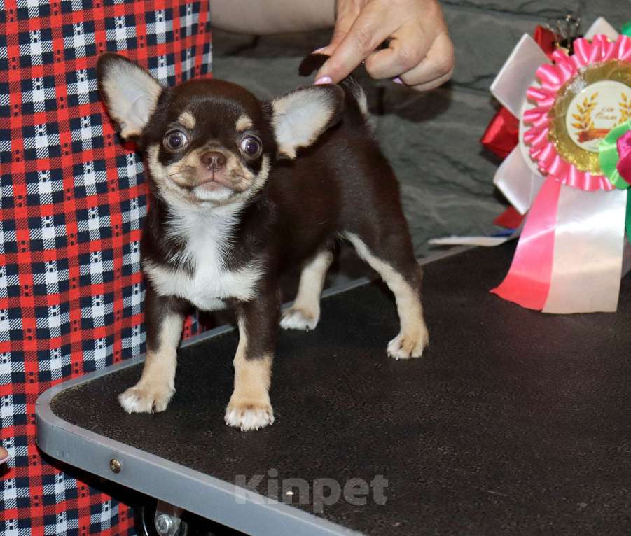 Собаки в Москве: Шоколадная чихуахуа Девочка, 150 000 руб. - фото 7