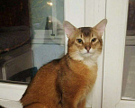 Кошки в Тамбове: Сомалийский Кот Вязка, 1 руб. - фото 5