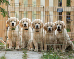 Собаки в Москве: Щенок золотистого ретривера Мальчик, 80 000 руб. - фото 1