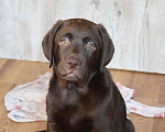 Собаки в Санкт-Петербурге: Великолепный шоколадный щенок лабрадора Мальчик, 120 000 руб. - фото 2