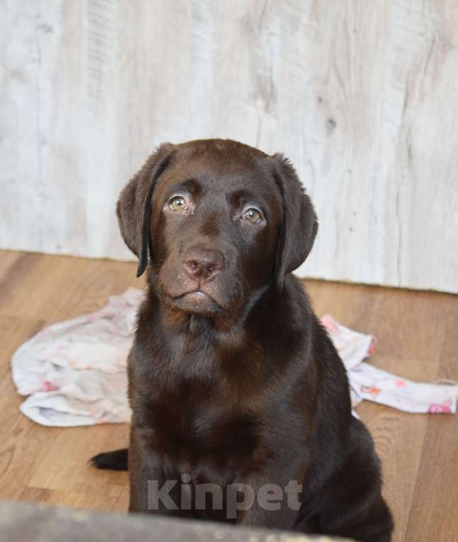 Собаки в Санкт-Петербурге: Великолепный шоколадный щенок лабрадора Мальчик, 120 000 руб. - фото 2