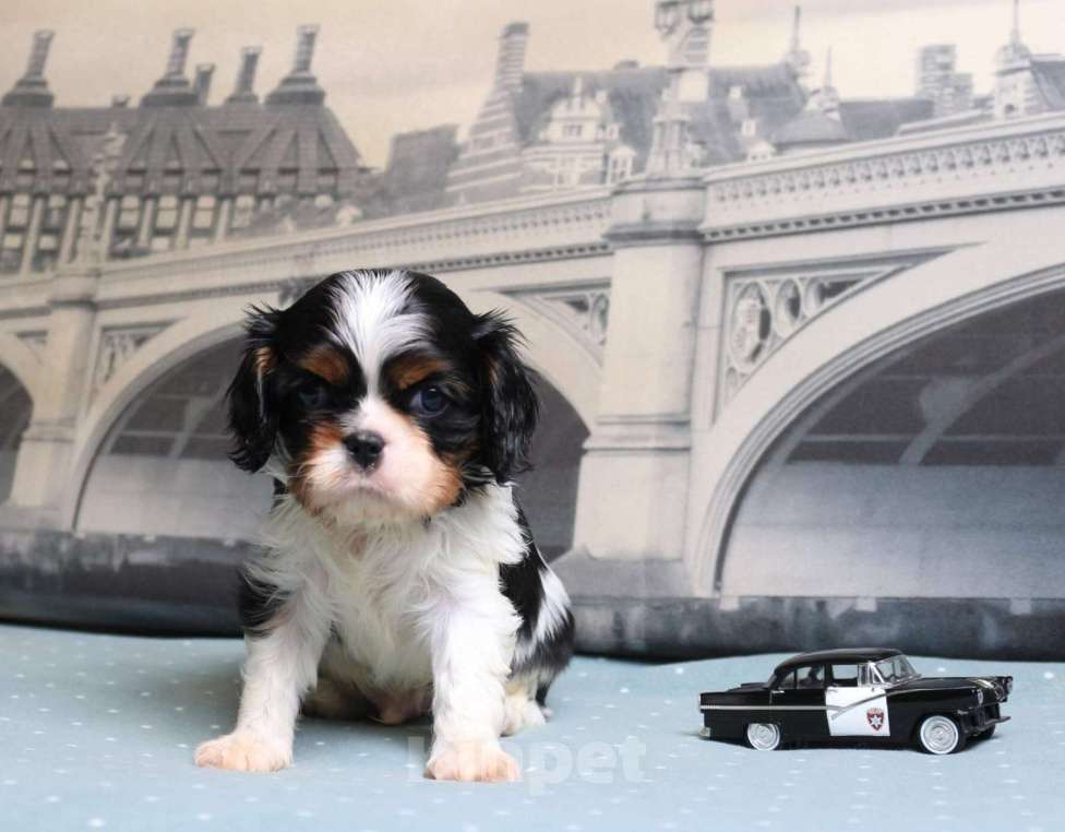 Собаки в Москве: Кавалер кинг чарльз спаниель триколор и бленхейм Мальчик, 80 000 руб. - фото 3