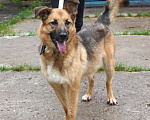 Собаки в Москве: Позитивная Сэмми в поисках своей семьи! Девочка, Бесплатно - фото 3