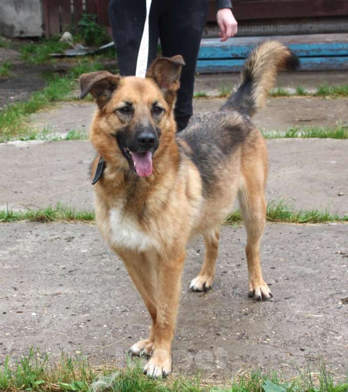 Собаки в Москве: Позитивная Сэмми в поисках своей семьи! Девочка, Бесплатно - фото 3