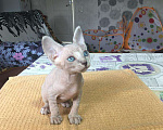 Кошки в Саратове: Очаровательные котята  Мальчик, 7 000 руб. - фото 7