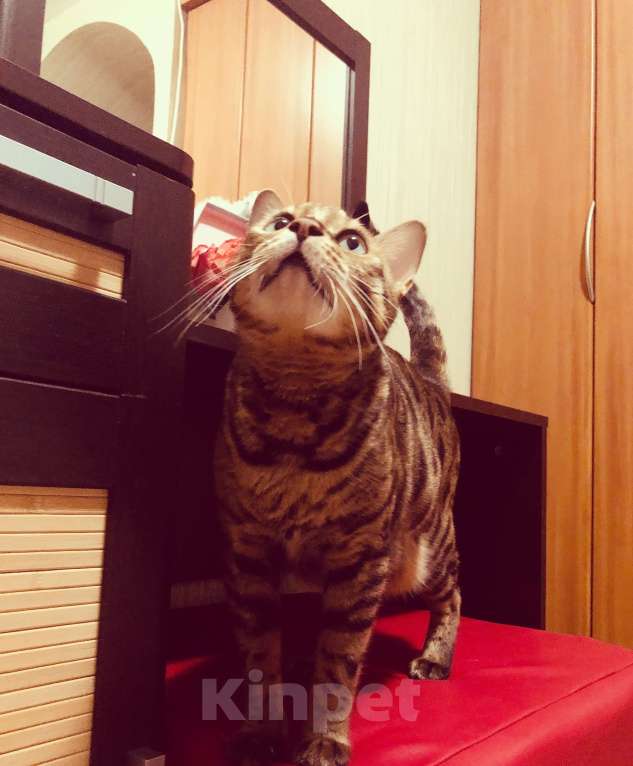 Кошки в Тюмени: Потерялась кошка в районе Дома Обороны(школа N22) Девочка, 1 руб. - фото 7