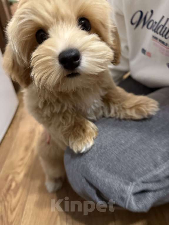 Собаки в Раменском: Щенок мальтипу f1 Мальчик, 120 000 руб. - фото 9