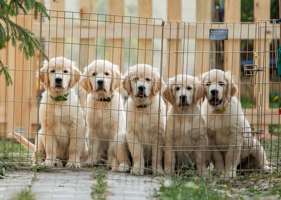 Собаки в Москве: Щенок золотистого ретривера Мальчик, 80 000 руб. - фото 1