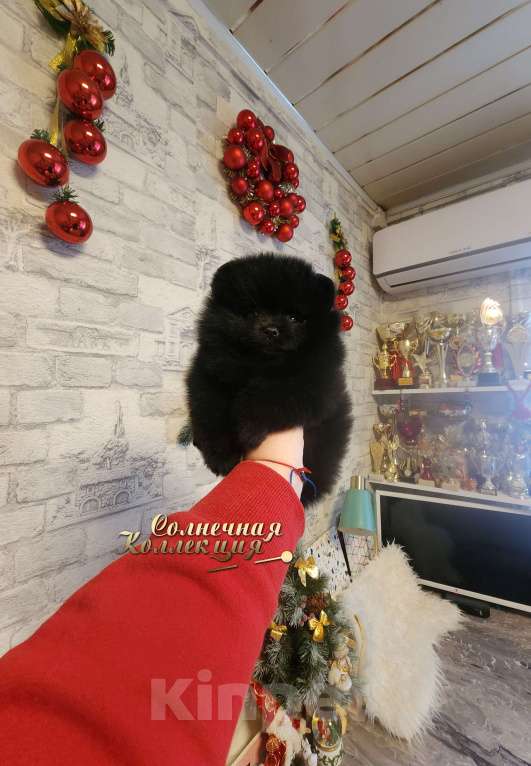 Собаки в Москве: Шпиц померанский редкого чёрного окраса девочка из племенного питомника Девочка, Бесплатно - фото 1