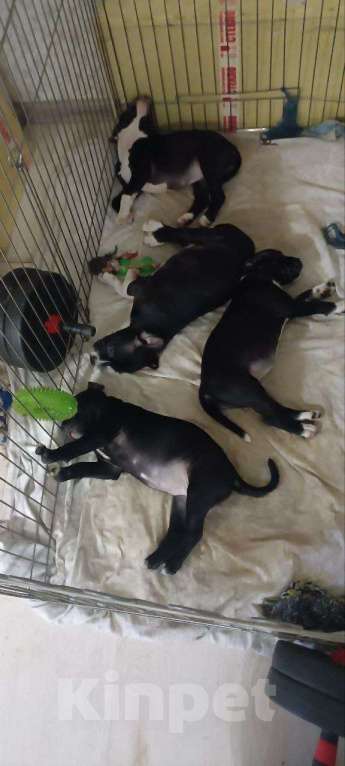 Собаки в Ростове-на-Дону: Стаффордширский бультерьер Девочка, 50 000 руб. - фото 2