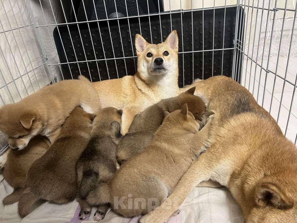 Собаки в Химках: Сиба ину— японская лаечка Девочка, Бесплатно - фото 2