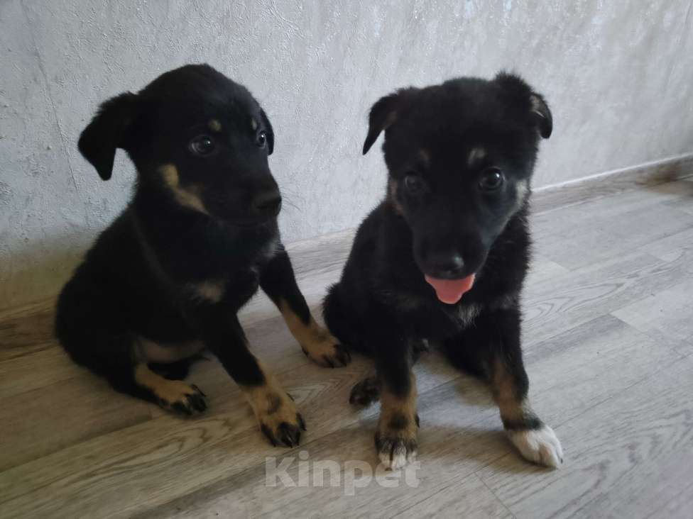 Собаки в Самаре: Ищем хозяев двум щенкам Мальчик, Бесплатно - фото 1
