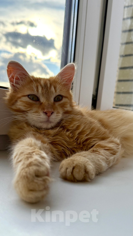 Кошки в Мытищах: Котенок в добрейшие руки Мальчик, Бесплатно - фото 3