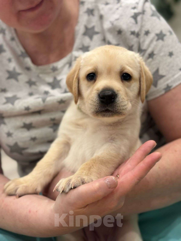 Собаки в Истре: Щенок лабрадора с отличной родословной, девочка Девочка, 70 000 руб. - фото 2