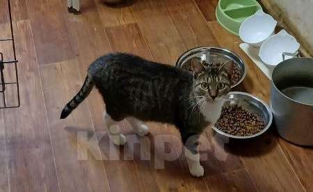 Кошки в Санкт-Петербурге: Кошка Девочка, Бесплатно - фото 1