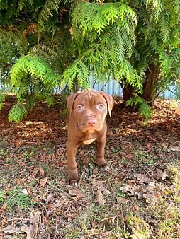 Щенки Американского питбультерьера