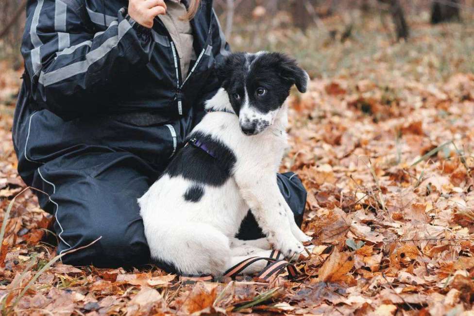Собаки в Москве: Таллиса - девочка, 2 месяца, ищет дом  Девочка, Бесплатно - фото 6