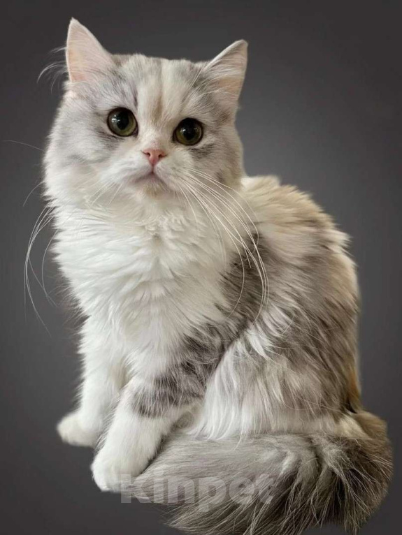 Кошки в Новосибирске: Шотландская прелесть  Девочка, 40 000 руб. - фото 2