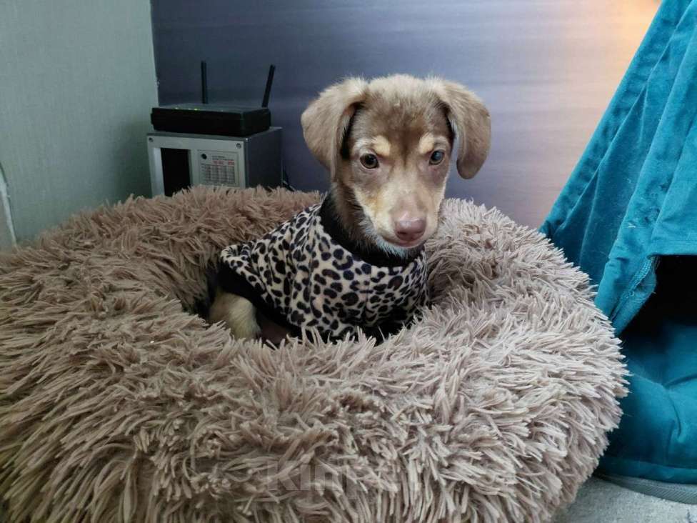 Собаки в Санкт-Петербурге: Красивый щеночек мелкого размера Девочка, Бесплатно - фото 5