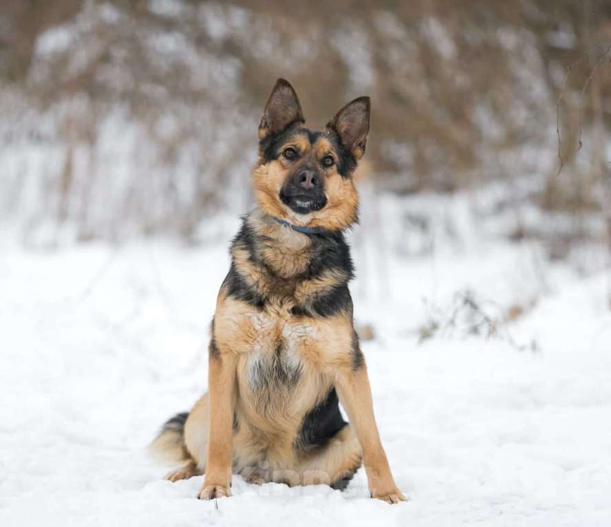 Собаки в Раменском: Собака Дана - метис овчарки в добрые руки Девочка, Бесплатно - фото 4