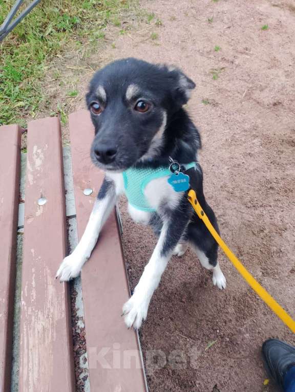 Собаки в Санкт-Петербурге: Ищет дом крошка-собачка весом 6 кг Девочка, Бесплатно - фото 1