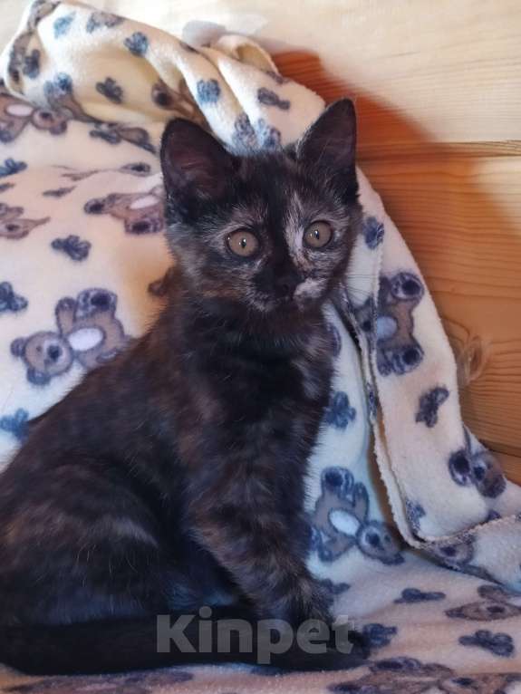 Кошки в Санкт-Петербурге: Ласковый  котëнок Софочка в добрые руки Девочка, Бесплатно - фото 5