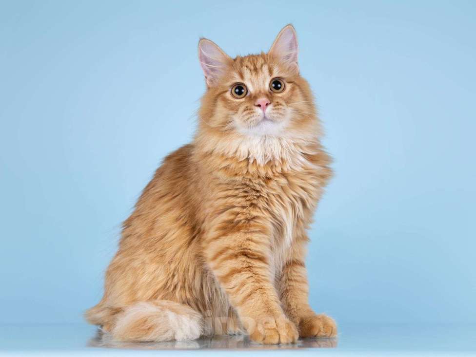 Кошки в Москве: Нежный ласковый рыжий котик Лютик Мальчик, Бесплатно - фото 5