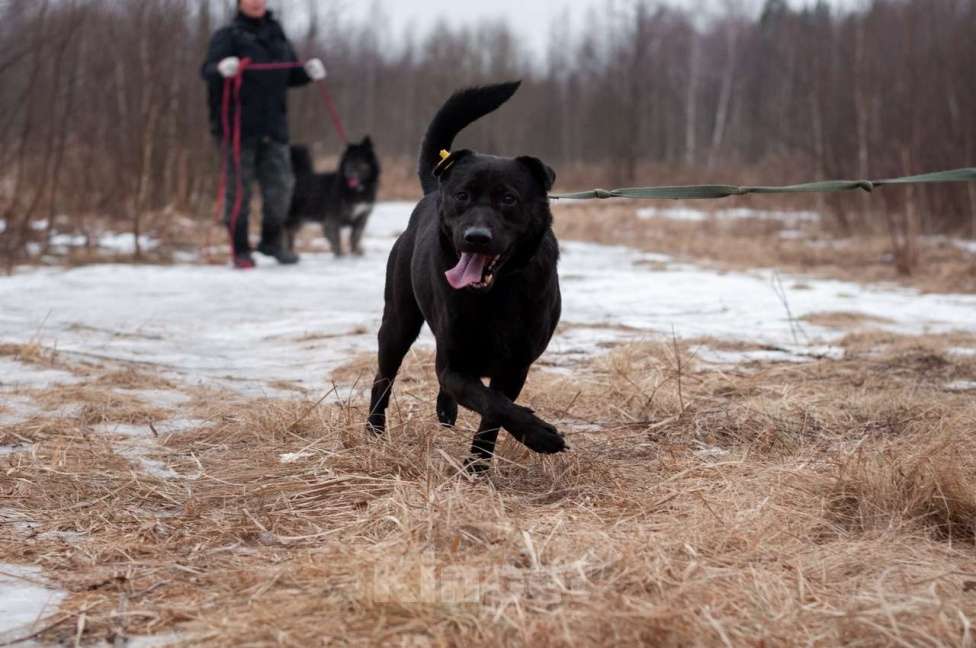 Собаки в Ногинске: Шикарного окраса шикарный парень в поиске своих Мальчик, Бесплатно - фото 2