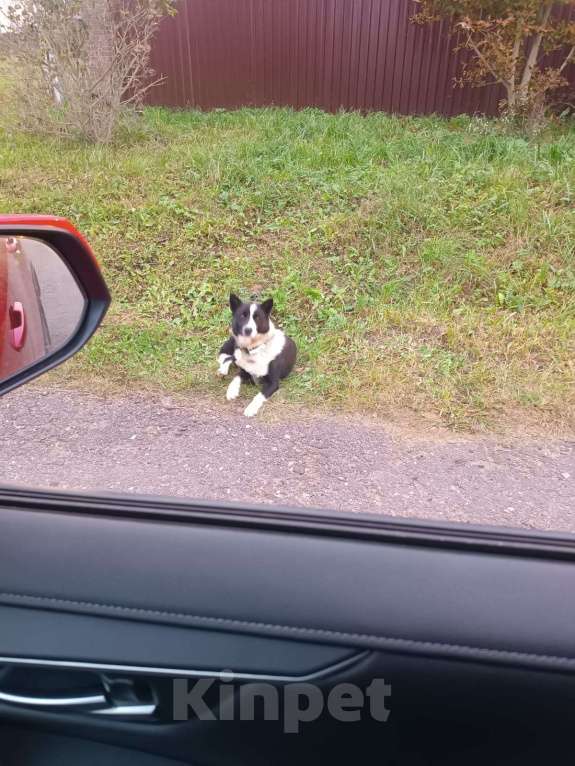 Собаки в других городах Калужской области: Найдена собака Мальчик, Бесплатно - фото 2