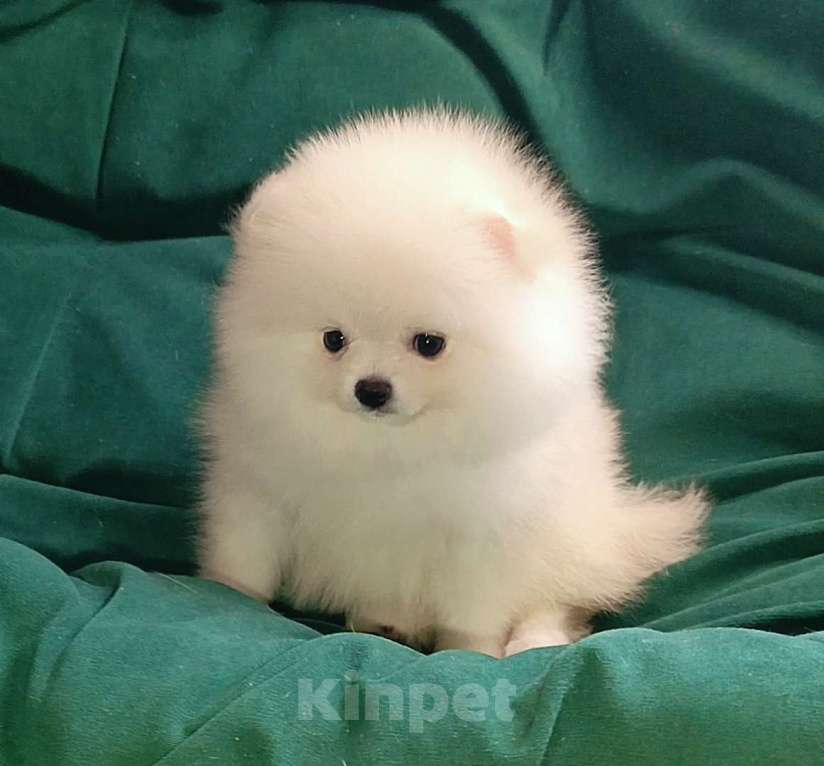 Собаки в Москве: Померанский шпиц, кремовая мини девочка Девочка, 27 000 руб. - фото 6