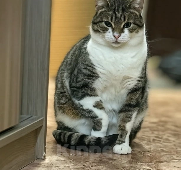 Кошки в Санкт-Петербурге: Капочка( стильная и очень умная красотка) Девочка, Бесплатно - фото 2